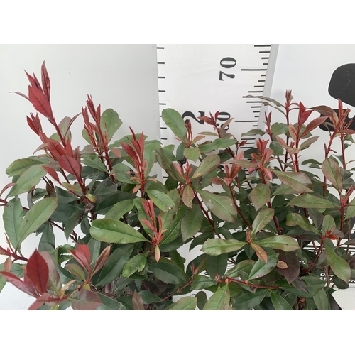 46 - TWO PHOTINIA 'CARRE ROUGE' IN 3 LTR POTS APPROX 75CM IN HEIGHT PLUS VAT TO BE SOLD FOR THE TWO