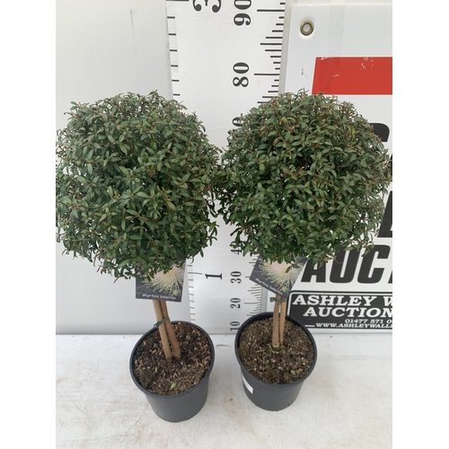 48 - TWO MYRTUS SELECTION STANDARD TREES APPROX 85CM IN HEIGHT IN 2 LTR POTS PLUS VAT TO BE SOLD FOR THE ... 