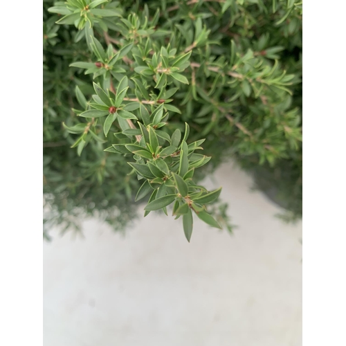 49 - TWO LEPTOSPERMUM 'SUNSHINE' PINK SHRUBS APPROX 60CM IN HEIGHT IN FIVE LTR POTS PLUS VAT TO BE SOLD F... 