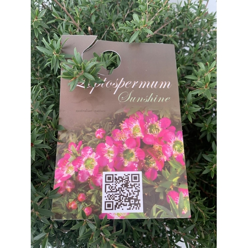 49 - TWO LEPTOSPERMUM 'SUNSHINE' PINK SHRUBS APPROX 60CM IN HEIGHT IN FIVE LTR POTS PLUS VAT TO BE SOLD F... 