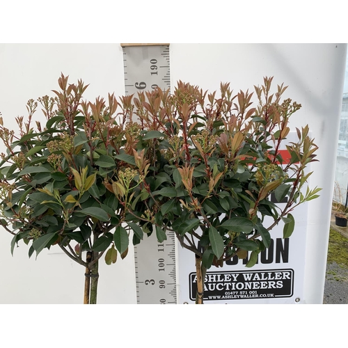 5 - TWO PHOTINIA FRASERI 'RED ROBIN' STANDARD TREES APPROX 180CM IN HEIGHT IN 15 LTR POTS PLUS VAT TO BE... 