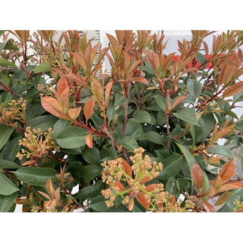 5 - TWO PHOTINIA FRASERI 'RED ROBIN' STANDARD TREES APPROX 180CM IN HEIGHT IN 15 LTR POTS PLUS VAT TO BE... 