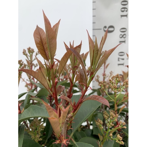 5 - TWO PHOTINIA FRASERI 'RED ROBIN' STANDARD TREES APPROX 180CM IN HEIGHT IN 15 LTR POTS PLUS VAT TO BE... 