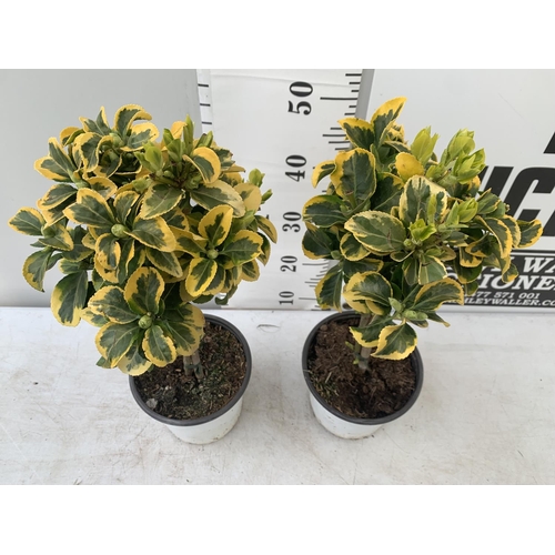 50 - TWO MINIATURE EUONYMUS JAPONICUS STANDARD TREES APPROX 60CM IN HEIGHT PLUS VAT TO BE SOLD FOR THE TW... 