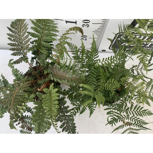 51 - TWO FERNS 'DRYOPTERIS ERYTHROSORA' AND 'POLYSTICHUM POLYBLEPHARUM JADE' IN 2 LTR POTS APPROX 40CM IN... 