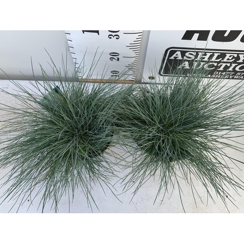 52 - TWO FESTUCA GLAUCAINTENSE BLUE IN 2 LTR POTS 30CM TALL PLUS VAT TO BE SOLD FOR THE TWO