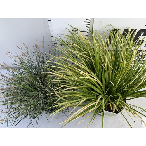 53 - TWO HARDY AND EVERGREEN GRASSES CAREX OSHIMENSIS AND ACORUS GRAMINEUS IN 3 LTR POTS 45CM TALL PLUS V... 