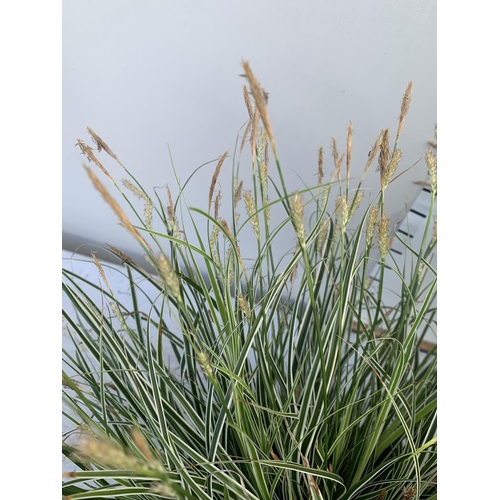 53 - TWO HARDY AND EVERGREEN GRASSES CAREX OSHIMENSIS AND ACORUS GRAMINEUS IN 3 LTR POTS 45CM TALL PLUS V... 