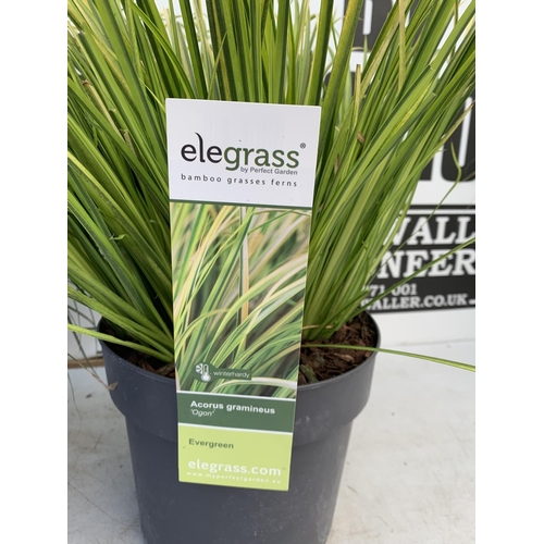 53 - TWO HARDY AND EVERGREEN GRASSES CAREX OSHIMENSIS AND ACORUS GRAMINEUS IN 3 LTR POTS 45CM TALL PLUS V... 