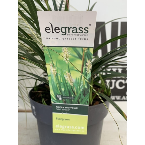 54 - TWO HARDY AND EVERGREEN GRASSES CAREX BRUNNEA AND MORROWII IN 3 LTR POTS 50CM TALL PLUS VAT TO BE SO... 