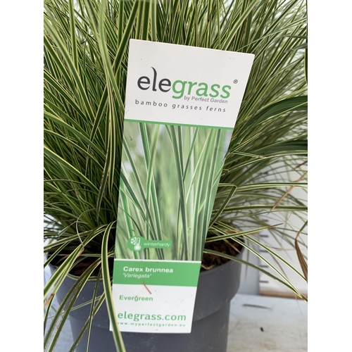 54 - TWO HARDY AND EVERGREEN GRASSES CAREX BRUNNEA AND MORROWII IN 3 LTR POTS 50CM TALL PLUS VAT TO BE SO... 