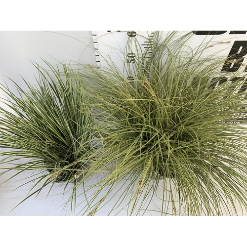 55 - TWO HARDY AND EVERGREEN GRASSES CAREX BRUNNEA AND ACOURAS GRAMINEUS IN 3 LTR POTS 60CM TALL PLUS VAT... 