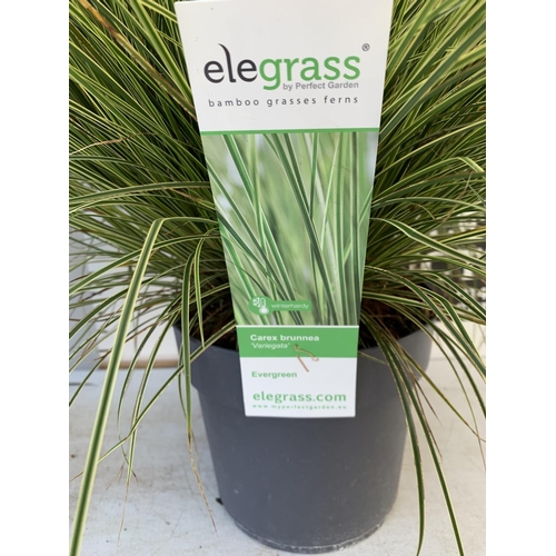 55 - TWO HARDY AND EVERGREEN GRASSES CAREX BRUNNEA AND ACOURAS GRAMINEUS IN 3 LTR POTS 60CM TALL PLUS VAT... 