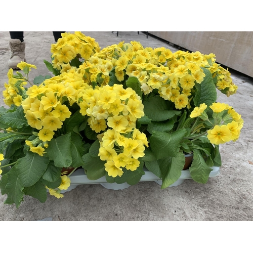 56 - SIX GOLDEN NUGGET SCENTED YELLOW POLYANTHUS PLUS VAT TO BE SOLD FOR THE SIX