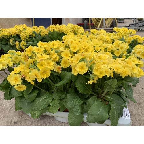 58 - SIX GOLDEN NUGGET SCENTED YELLOW POLYANTHUS PLUS VAT TO BE SOLD FOR THE SIX