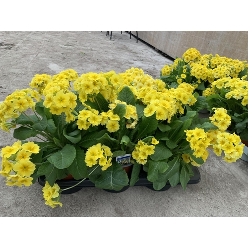 59 - SIX GOLDEN NUGGET SCENTED YELLOW POLYANTHUS PLUS VAT TO BE SOLD FOR THE SIX