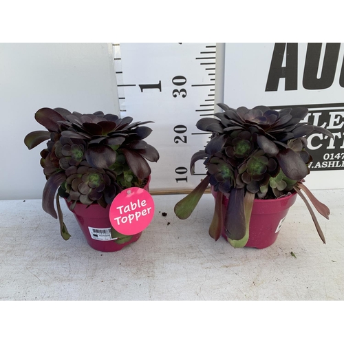 61 - TWO AEONIUM ARBOREUM VELOURS IN 1 LTR POTS 25CM TALL PLUS VAT TO BE SOLD FOR THE TWO