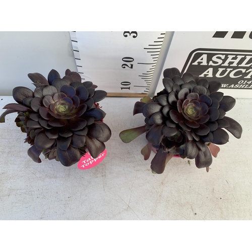 61 - TWO AEONIUM ARBOREUM VELOURS IN 1 LTR POTS 25CM TALL PLUS VAT TO BE SOLD FOR THE TWO