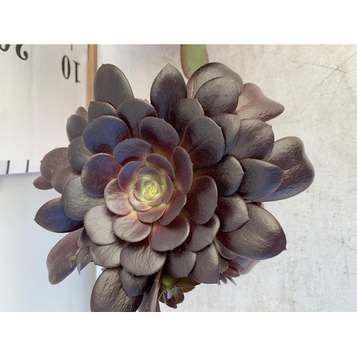 61 - TWO AEONIUM ARBOREUM VELOURS IN 1 LTR POTS 25CM TALL PLUS VAT TO BE SOLD FOR THE TWO