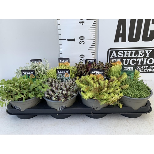 62 - EIGHT VARIOUS EVERGREEN SEDUM IN P14 POTS PLUS VAT TO BE SOLD FOR THE EIGHT