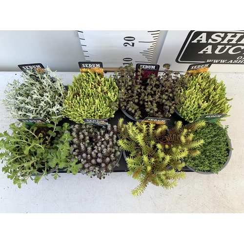 62 - EIGHT VARIOUS EVERGREEN SEDUM IN P14 POTS PLUS VAT TO BE SOLD FOR THE EIGHT