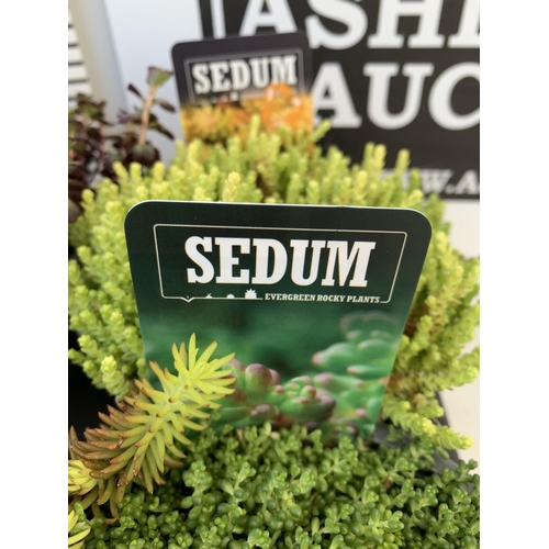 62 - EIGHT VARIOUS EVERGREEN SEDUM IN P14 POTS PLUS VAT TO BE SOLD FOR THE EIGHT