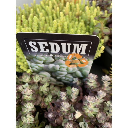 62 - EIGHT VARIOUS EVERGREEN SEDUM IN P14 POTS PLUS VAT TO BE SOLD FOR THE EIGHT