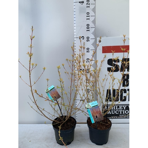 63 - TWO CORNUS SANGUINEA 'MIDWINTER FIRE' IN 4 LTR POTS APPROX 90CM IN HEIGHT PLUS VAT TO BE SOLD FOR TH... 