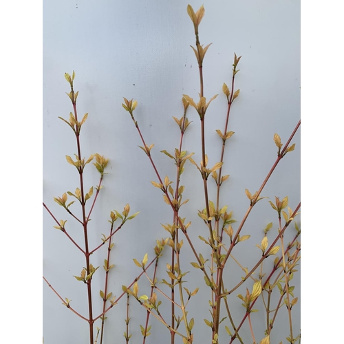 63 - TWO CORNUS SANGUINEA 'MIDWINTER FIRE' IN 4 LTR POTS APPROX 90CM IN HEIGHT PLUS VAT TO BE SOLD FOR TH... 