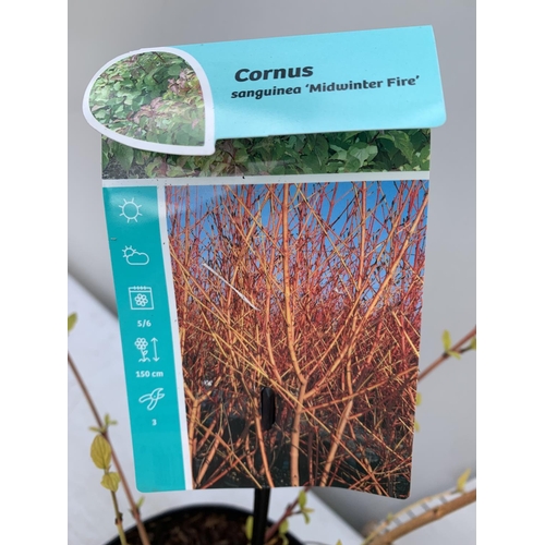 63 - TWO CORNUS SANGUINEA 'MIDWINTER FIRE' IN 4 LTR POTS APPROX 90CM IN HEIGHT PLUS VAT TO BE SOLD FOR TH... 