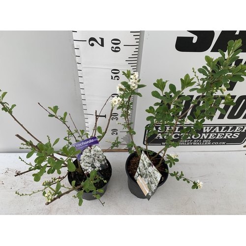 64 - TWO EXOCHORDA RACEMOSA 'NIAGARA' IN 2 LTR POTS APPROX 65CM IN HEIGHT PLUS VAT TO BE SOLD FOR THE TWO