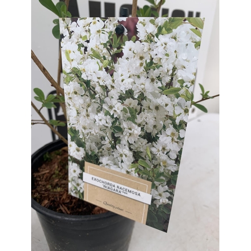 64 - TWO EXOCHORDA RACEMOSA 'NIAGARA' IN 2 LTR POTS APPROX 65CM IN HEIGHT PLUS VAT TO BE SOLD FOR THE TWO