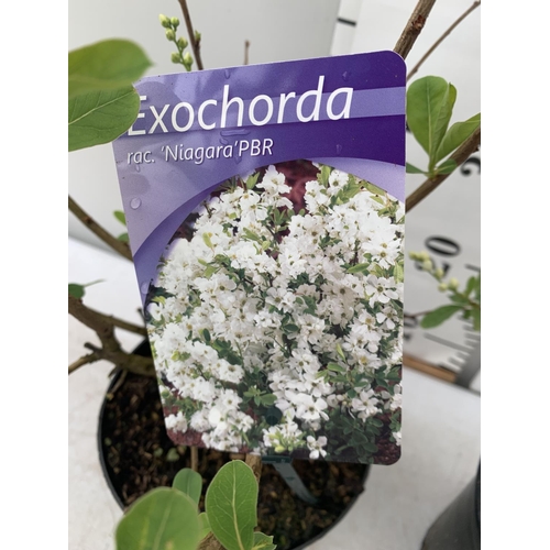 64 - TWO EXOCHORDA RACEMOSA 'NIAGARA' IN 2 LTR POTS APPROX 65CM IN HEIGHT PLUS VAT TO BE SOLD FOR THE TWO