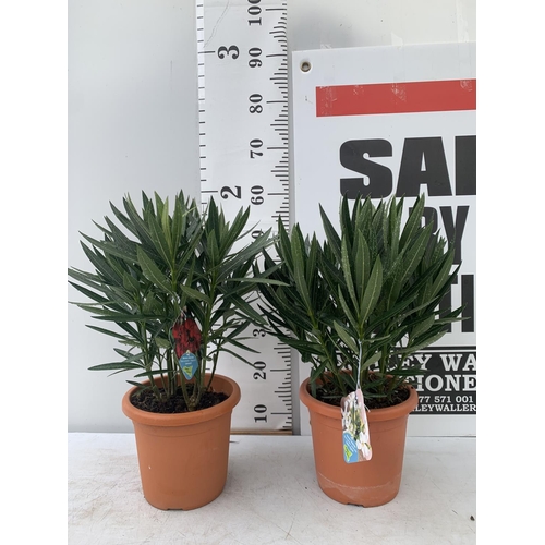 65 - TWO OLEANDER NERIUM SHRUBS SIMPLE WHITE 'SOEUR AGNES' AND SIMPLE RED 'JANNOCH' APPROX 50CM TALL IN 4... 