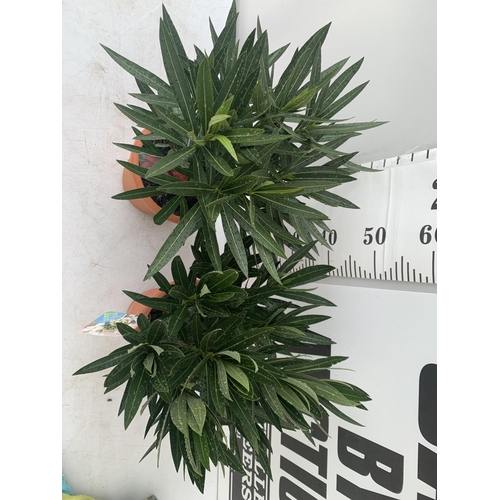 65 - TWO OLEANDER NERIUM SHRUBS SIMPLE WHITE 'SOEUR AGNES' AND SIMPLE RED 'JANNOCH' APPROX 50CM TALL IN 4... 