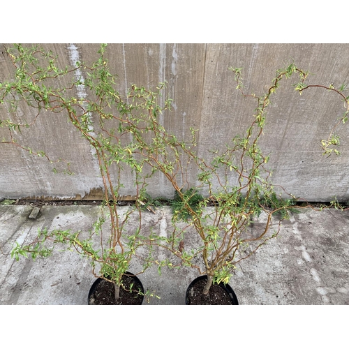 67 - TWO TWISTED WILLOW BUSHES OVER A METRE IN HEIGHT IN 3 LTR POTS PLUS VAT