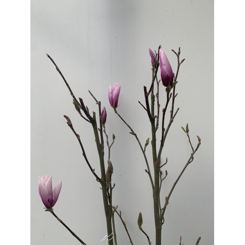 68 - ONE MAGNOLIA PINK 'BETTY' APPROX 120CM IN HEIGHT IN 7 LTR POT PLUS VAT