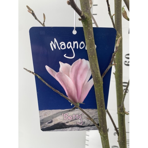 68 - ONE MAGNOLIA PINK 'BETTY' APPROX 120CM IN HEIGHT IN 7 LTR POT PLUS VAT