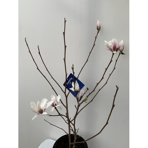 7 - ONE MAGNOLIA SOULANGEANA 'SUPERBA' APPROX 120CM IN HEIGHT IN A 7 LTR POT PLUS VAT