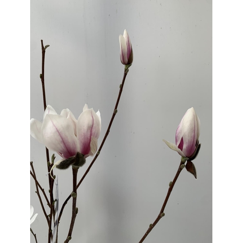 7 - ONE MAGNOLIA SOULANGEANA 'SUPERBA' APPROX 120CM IN HEIGHT IN A 7 LTR POT PLUS VAT