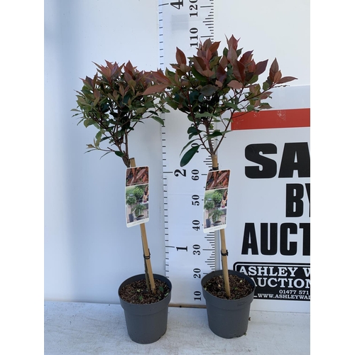 71 - TWO STANDARD PHOTINIA FRASERI LITTLE RED ROBIN TREES IN 3 LTR POTS 90CM TALL PLUS VAT TO BE SOLD FOR... 