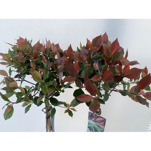 71 - TWO STANDARD PHOTINIA FRASERI LITTLE RED ROBIN TREES IN 3 LTR POTS 90CM TALL PLUS VAT TO BE SOLD FOR... 