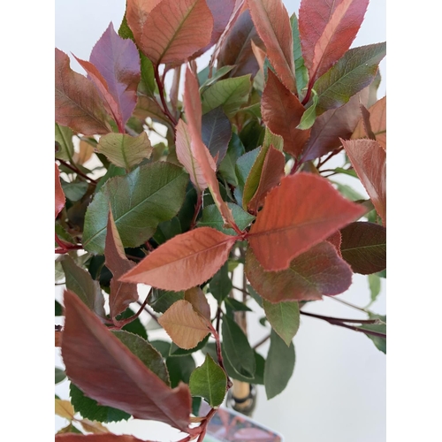 71 - TWO STANDARD PHOTINIA FRASERI LITTLE RED ROBIN TREES IN 3 LTR POTS 90CM TALL PLUS VAT TO BE SOLD FOR... 