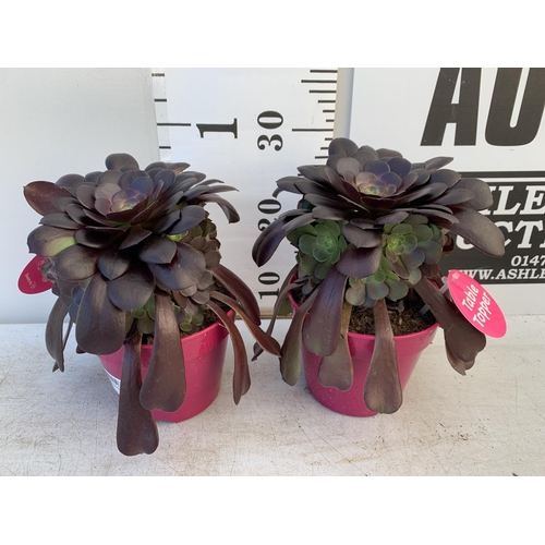 72 - TWO AEONIUM ARBOREUM VELOURS IN 1 LTR POTS 25CM TALL PLUS VAT TO BE SOLD FOR THE TWO