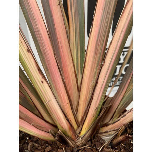 73 - TWO PHORMIUM TENAX 'RAINBOW QUEEN' IN 3 LTR POTS APPROX 1M IN HEIGHT PLUS VAT TO BE SOLD FOR THE TWO