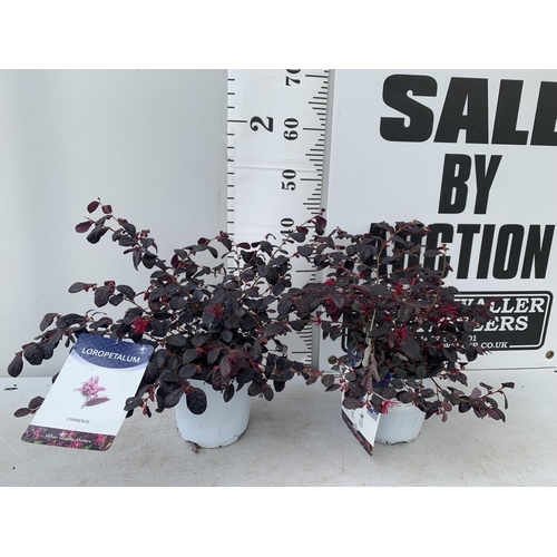 74 - TWO LOROPETALUM CHINESE 'BLACK PEARL' APPROX 45CM IN HEIGHT IN 2 LTR POTS PLUS VAT TO BE SOLD FOR TH... 