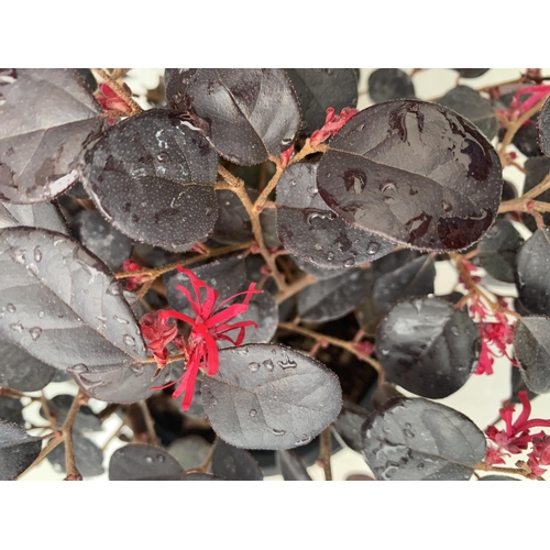 74 - TWO LOROPETALUM CHINESE 'BLACK PEARL' APPROX 45CM IN HEIGHT IN 2 LTR POTS PLUS VAT TO BE SOLD FOR TH... 