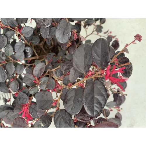 74 - TWO LOROPETALUM CHINESE 'BLACK PEARL' APPROX 45CM IN HEIGHT IN 2 LTR POTS PLUS VAT TO BE SOLD FOR TH... 