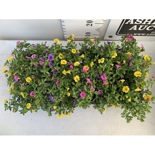 75 - EIGHT POTS CALIBRACHOA TRIOBELLS IN 2 LTR POTS PLUS VAT TO BE SOLD FOR THE EIGHT