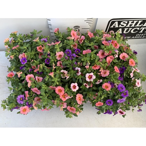 76 - EIGHT POTS CALIBRACHOA TRIOBELLS IN 2 LTR POTS PLUS VAT TO BE SOLD FOR THE EIGHT